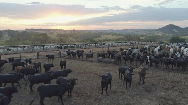 Aerial view of a cattle feedlot farm with a beautiful sunrise. Cattle feedlot farm in the Brazilian midwest. Livestock of beef cattle.