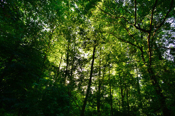 Fototapeta na wymiar Foliage against the sunlight, in a park