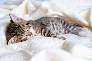 Small striped kitten sleeps covered with white light blanket. Concept of adorable pets