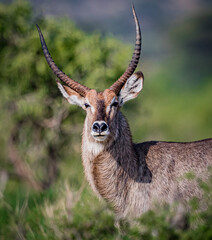 Profile of waterbuck looking into camera.