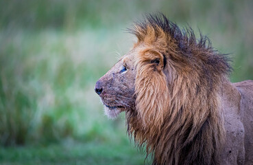 Obraz na płótnie Canvas Profile of a male lion in Kenya