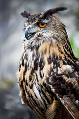 Profile portrait of a Great horned owl facing left