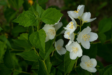Jasmine tree with flowers in the summer