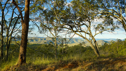 Late afternoon view through trees to Queensland/ New South Wales border ranges in the distance. Scenic Rim, Queensland, Australia.