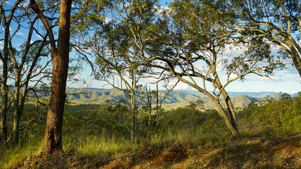 Fototapeta premium Late afternoon view through trees to Queensland/ New South Wales border ranges in the distance. Scenic Rim, Queensland, Australia.