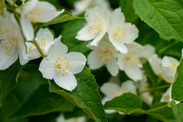 Jasmine tree with flowers in the summer