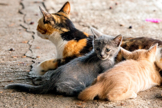 The mother stray or feral cat breastfeeding her kittens on the sidewalk. Feral cats often live outdoors in colonies in locations where they can access food and shelter.