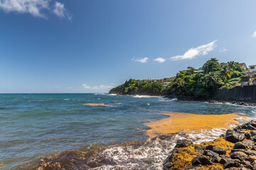 Sargasso sea weed in bay in Marigot, Martinique, France