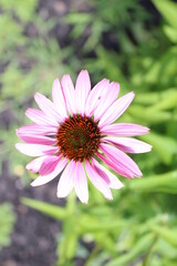 pink cosmos flower