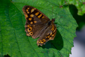 Small butterfly on a green leaf