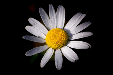 close up shot of a daisy flower covered by water drops on a black background