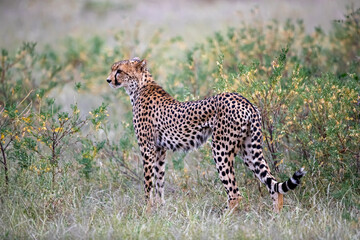 Fototapeta na wymiar Very thin female cheetah hunting for prey