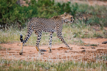 Very young cheetah walks on elephant path. through forest of Kenya