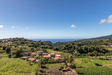 Small valley with coconut palms in Morne-Rouge, Martinique, France