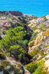 Fototapeta na wymiar San Diego, California. Pine tree on sandstone cliff crevice in desert landscape by the ocean. Torrey Pines State Reserve Park hike trails in Lo Jolla. People hiking in warm sunny dry summer weather.