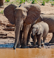 Fototapeta na wymiar Young elephant drinks from river with protective family surrounding it