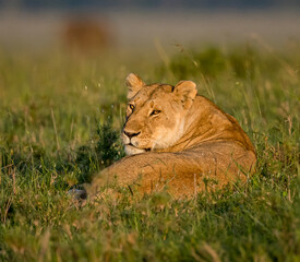 Young female lion at dawn in Kenya