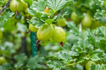 wet gooseberry fruits after rain