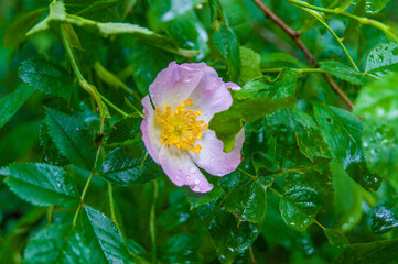 dog rose Rosa Canina flower
