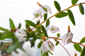 Vaccinium macrocarpon - sprigs of large cranberry on a white background - flowering twigs of shrubs