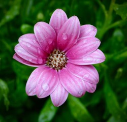Obraz premium Single deep pink flower from the Osteospermum plant - picture taken just after some rain showing raindrops on the leaves.