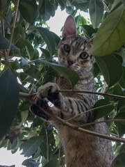 A striped cat on top of a tree staring at the camera while playing