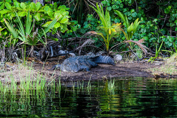 Crocodile resting on the shore of a mangrove, crocodile watching on the shore of a lagoon, reptile of the state of Oaxaca, mangrove of Ventanilla in Mexico.