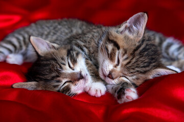 Fototapeta na wymiar Two adorable striped kitten lying sleeping on red blanket. Cute pets cats, valentines and Christmas card.