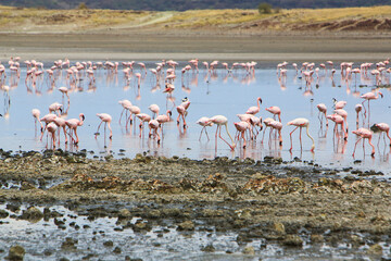 Flock of lesser flamingos (Phoenicoparrus minor) in Lake Magadi, Great Rift Valley, Kenya. Lake Magadi is the southernmost lake in the Kenyan Rift Valley, north of Tanzania's Lake Natron.