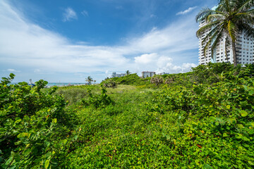 Fototapeta premium Nature landscape at Hollywood Beach FL
