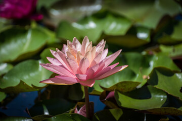 Pink water lily (Nymphaea species) flower on large round leaves 