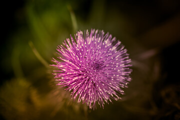 purple thistle flower