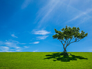 Fototapeta na wymiar さわやかな夏の青空と公園の芝生と一本の木