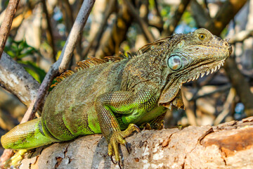 Iguana posing closely on top of a tree, iguana resting on top of a branch, iguana in a swamp of Ventanilla beach in Oaxaca, Mexico.
