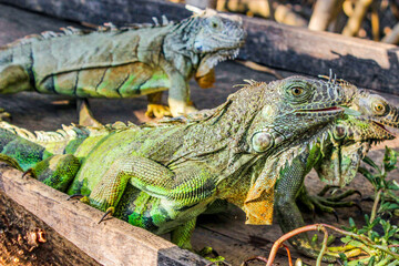 Iguanas being fed in a mangrove of Oaxaca, family of iguanas above a resting tree, reptiles on top of a trunk.