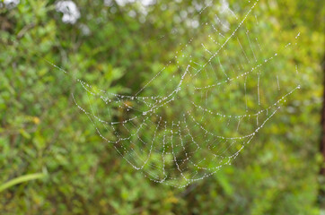 Web in nature in summer outdoor