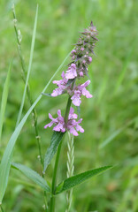 Clown's Wundworth meadow flowering plant, betony march (Stachys palustris) macro photography, selective focus.
