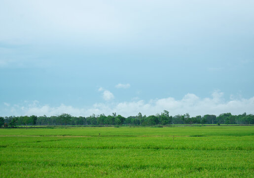 green field and sky landscape - Powered by Adobe