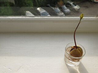 Avocado seed with roots in a glass cup on a white wooden windowsill, cars are visible in the background