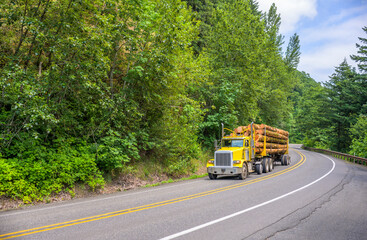 Fototapeta premium Bright big rig yellow day cab semi truck transporting long tree logs on semi trailer driving on the winding road with forest on the hill