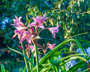 Obraz premium pink flowers in the garden