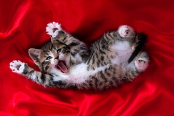adorable smiling striped kitten with open mouth and Paws up lying on back over red textile. Looking at camera. Cute pets cats, valentines and Christmas card