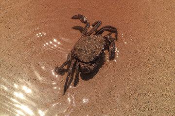 crab on the sand