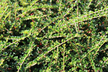 Fresh green leaves grow on tiny branches