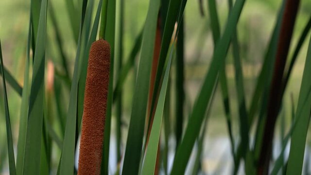 Close up of Cattail or bulrush reeds and brown cylindrical soft and fuzzy flower heads swaying in the breeze along a small lake in Wisconsin making a nice nature background.