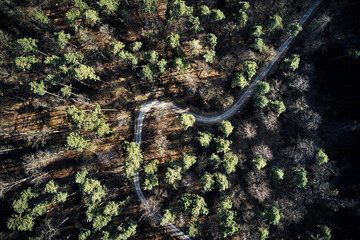 Aerial drone view of trees in autumn. Street crossing the forest with long evening sun shadows. Beautiful top view. Green and Brown tones.