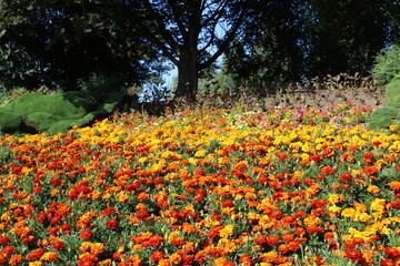 Colorful marigold flowers blooming in mid summer