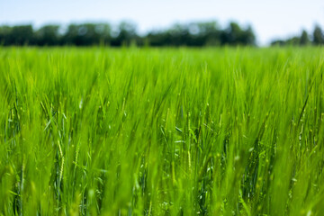 young green wheat ears against the background of trees and blue sky with blurry background, used as a background or texture, soft focus