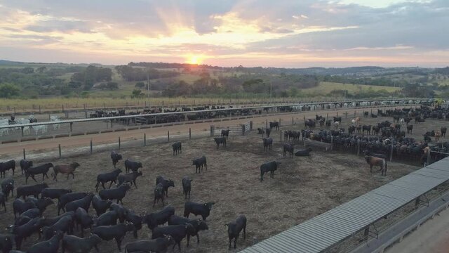Aerial view of a cattle feedlot farm with a beautiful sunrise. Cattle feedlot farm in the Brazilian midwest. Livestock of beef cattle.