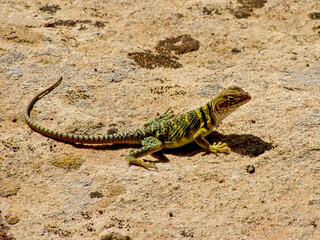 collared lizard on the rock